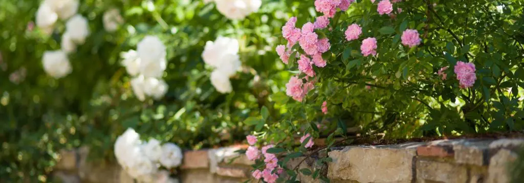 Ancora's Garden